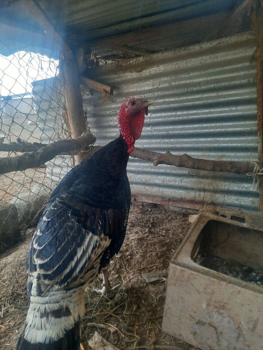 Эркак курка сотилади