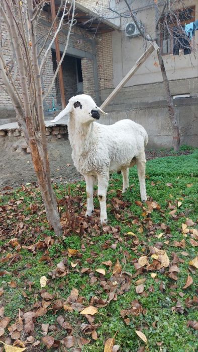 Ок кучкор сотилади