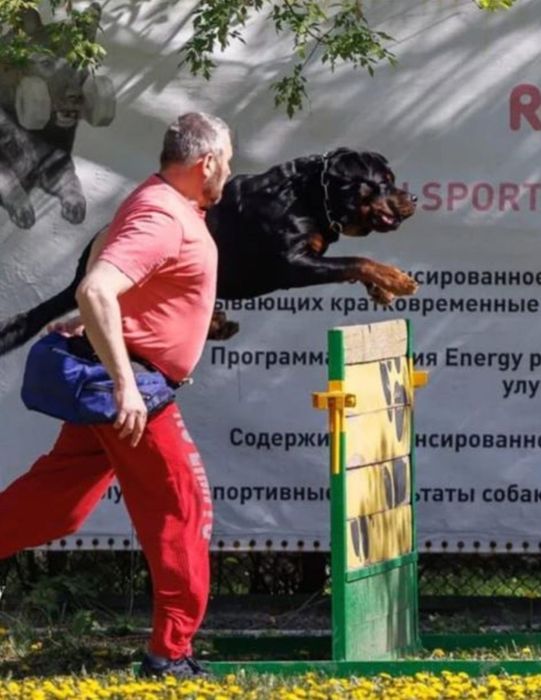 Красивая девочка ротвейлер.