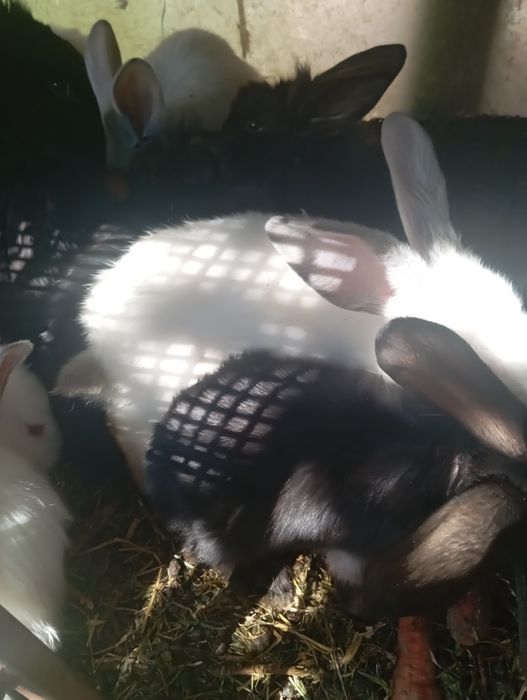 Pui de iepuri de casă