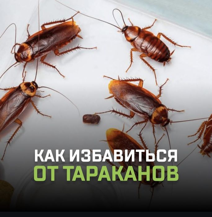 Tez yordam — Klop, Tarakan, Bedbug Dezinfeksiya Navoiy