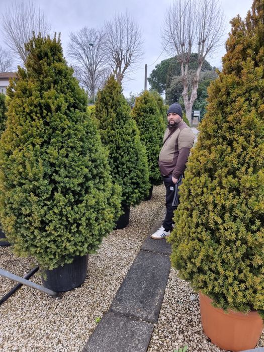 Plante ornamentale decor grădini