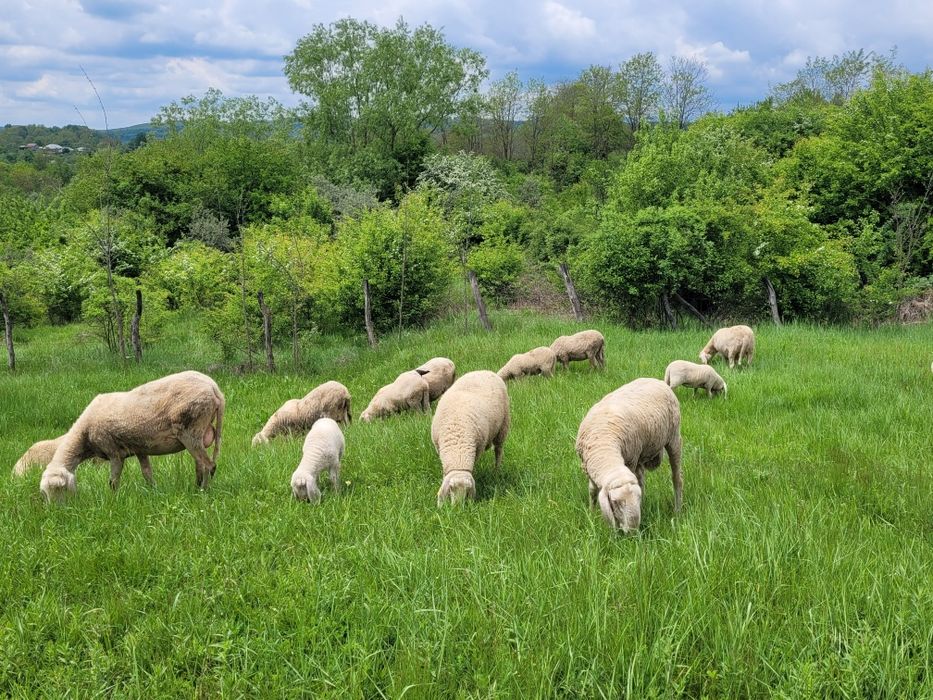 Berbec bergamasca
