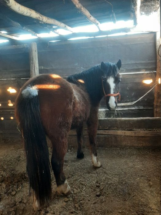 Жылқы сатылады Продаётся лошадь