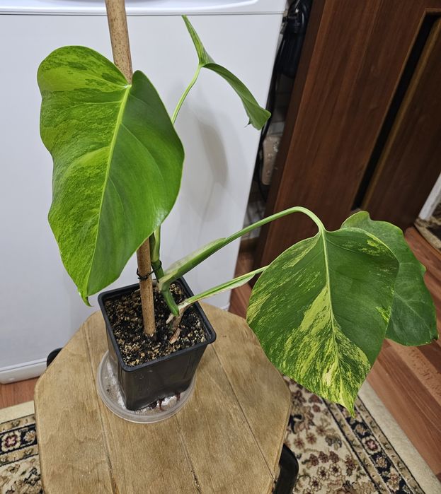 Комнатные цветы.