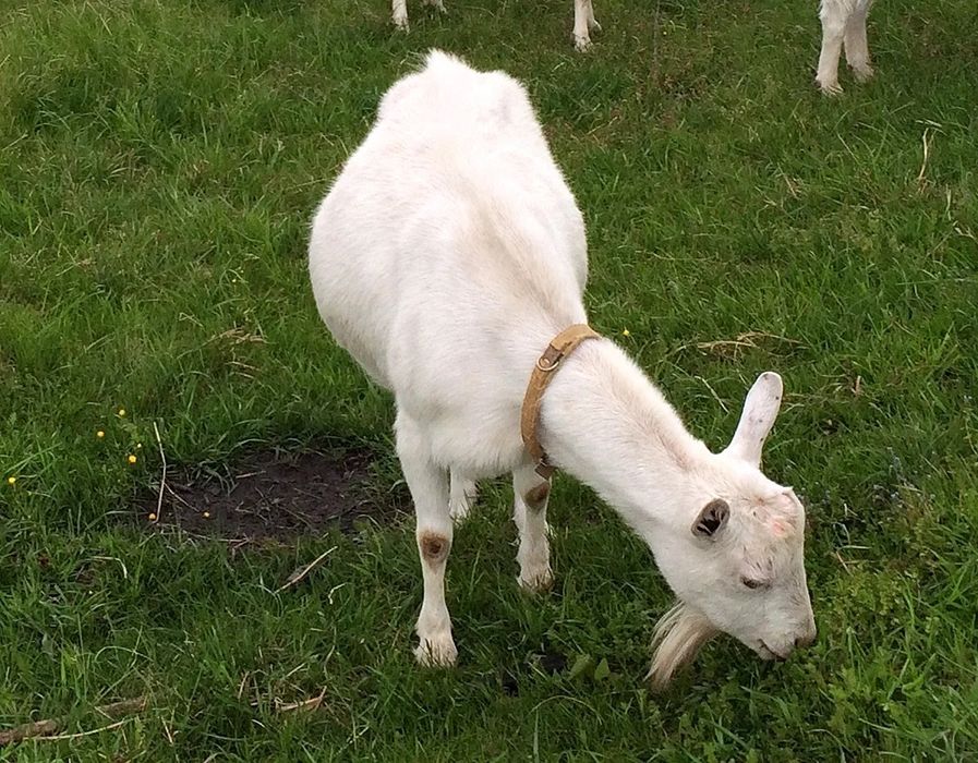 Зааненский козы .