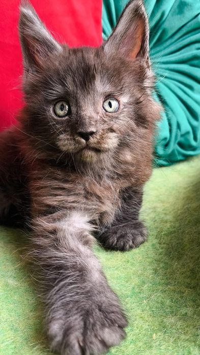 Мейн - кун ! КОТЯТА для Души и Выставок !