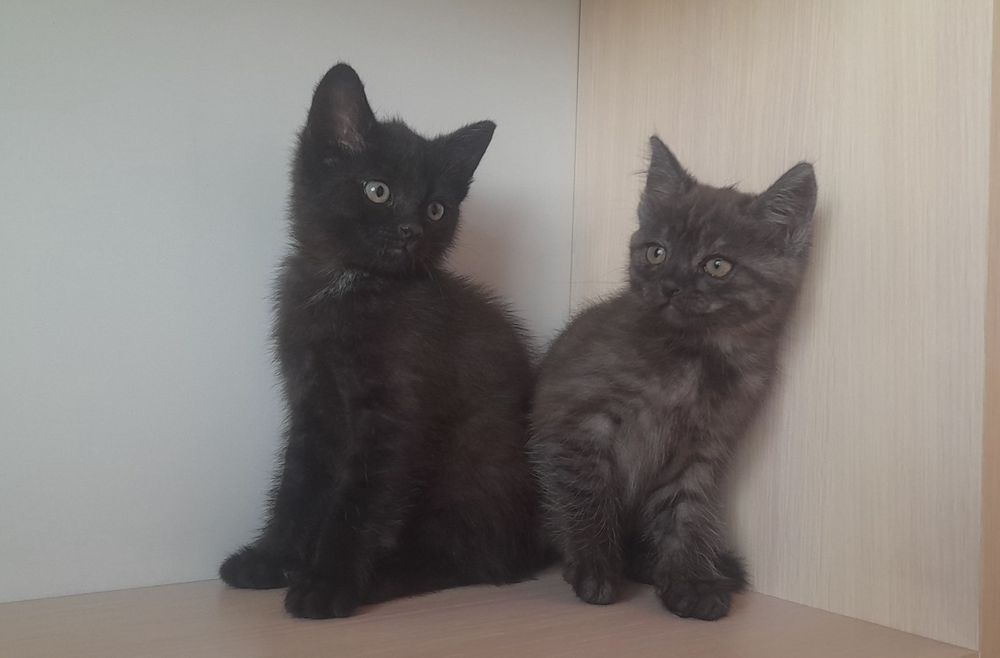 Отдам котят в добрые руки