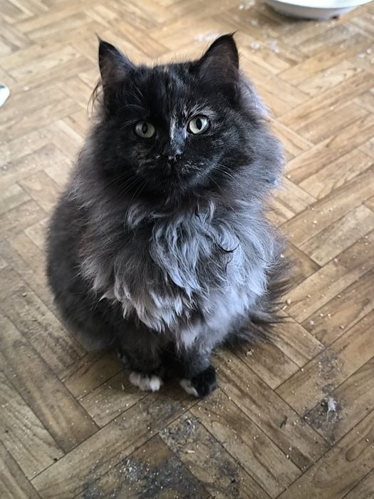 Кошичек в добрые руки