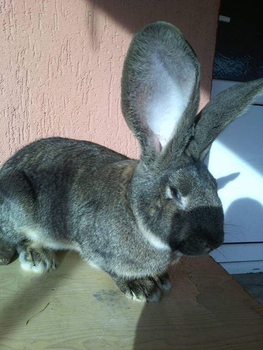 Femele Uriaș German 10 luni ,Rasă pură