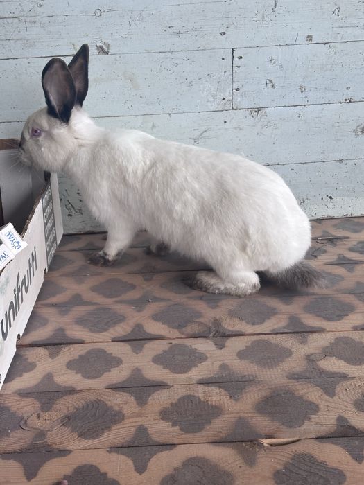 Samka, самка, kalifofniya quyon o’zi yoki oylasi