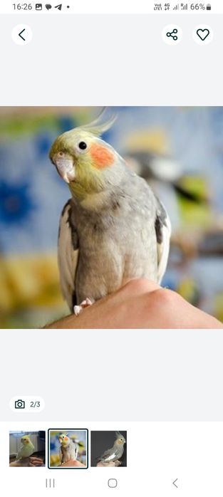 Кореллы ручные птенцы