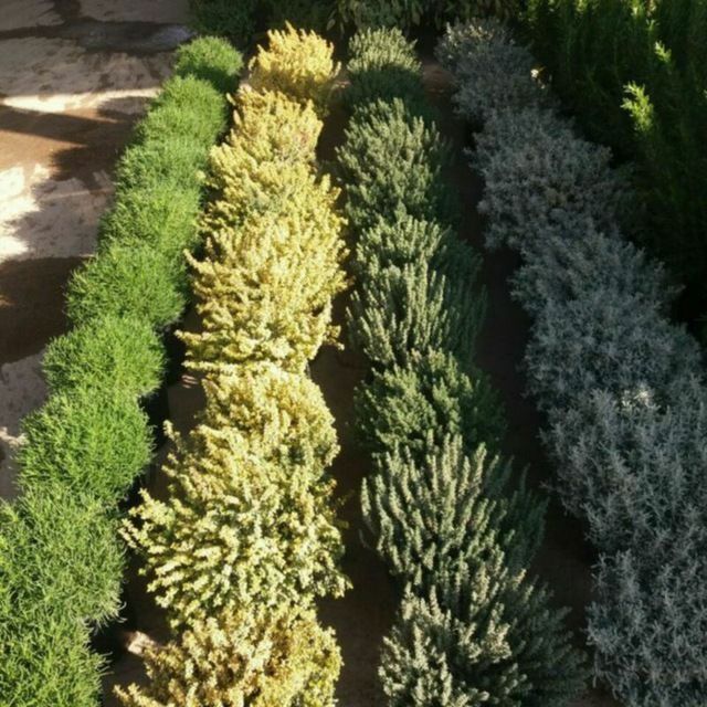 Gazon ekish lanshaftni dizayin ishlarining bajarish xar turdagi dekara