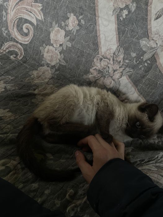 Ласковые 2 девочки