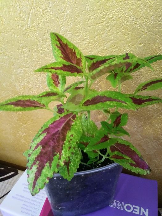 Колеус. Продам..