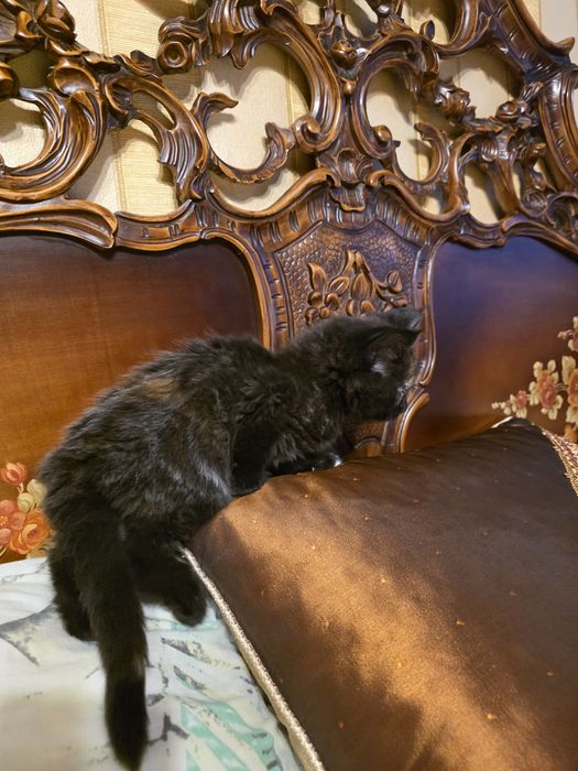 Мейн куун котета