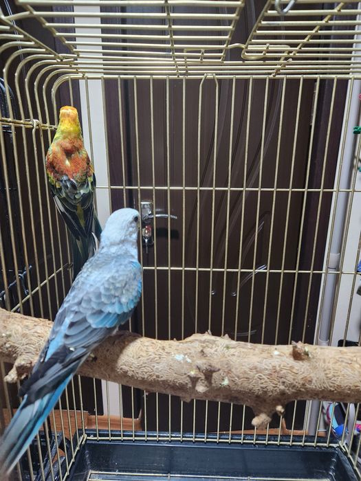 Продам двух певчих самцов. Только начали кушать самостоятельно