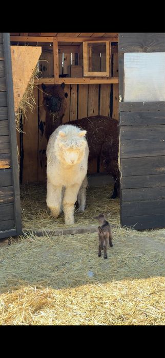 Pereche Alpaca tinere