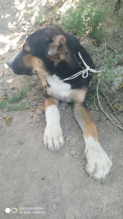 It sotiladi zoti kirem bl