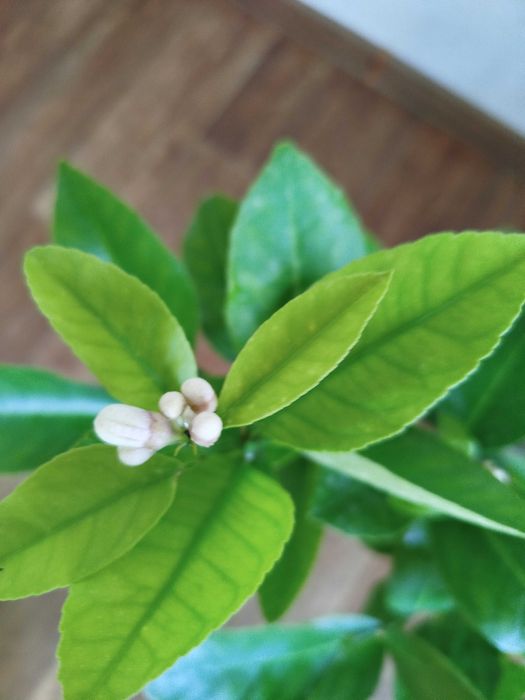 Деревца Лайма в цвету