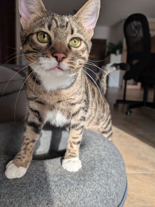 Adoptie - Familia Olimp, 2 fete si un baiat (Hera, Achi, Athena) isi cauta casute