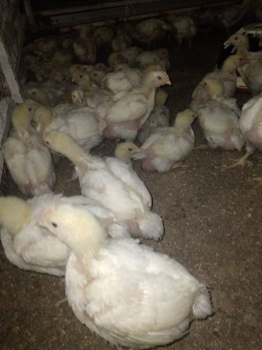 Бройлеры подрошенные Кобб 500