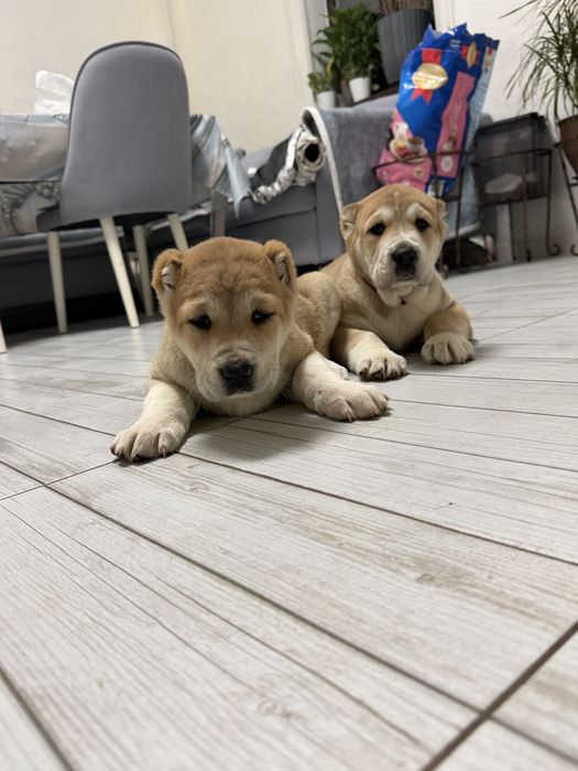 Продам щенков Алабай