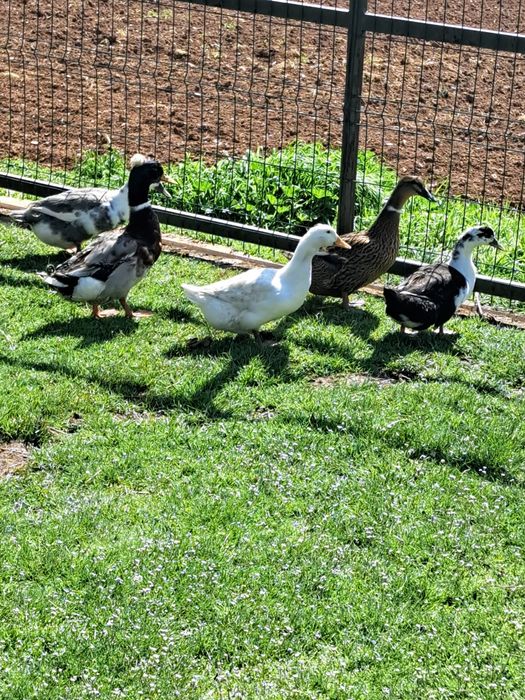 Vând rațe leșeștisi românești