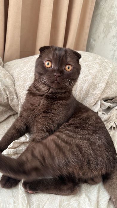 ищем девочку на вязку мальчика шотландца вислоухого