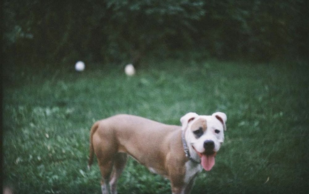 Cautam stapani amstaff