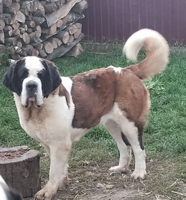 Femela Saint Bernard