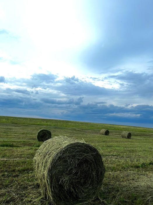 Продам сено рулон