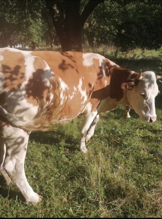 Se vinde vaca de lapte!