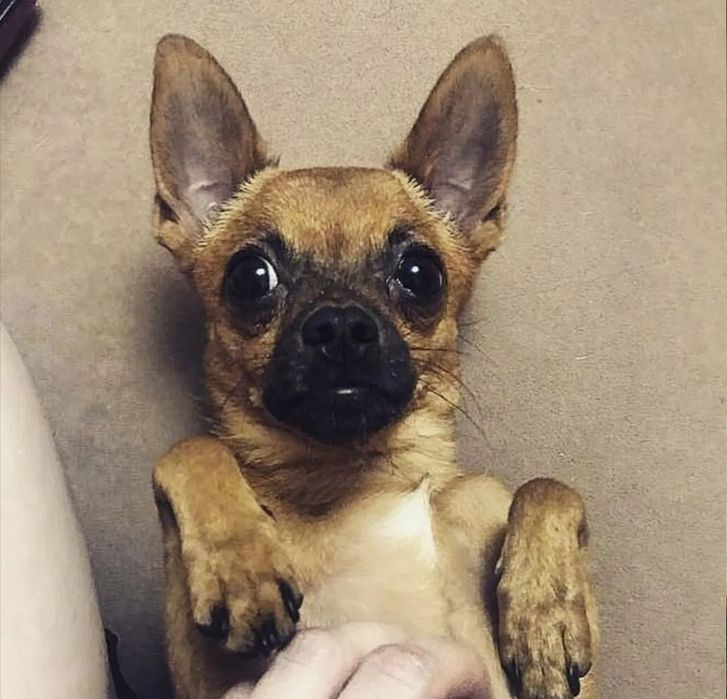 Вязка Чихуахуа кабель