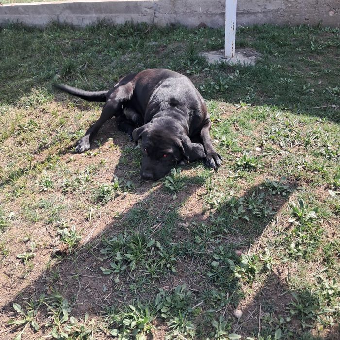 Продам лабрадора