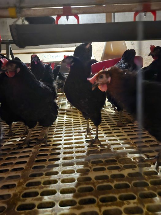 Vand gaini ouătoare