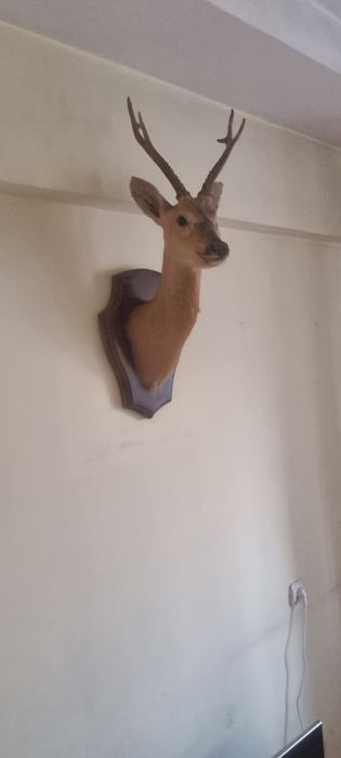 Чучело головы "Касули"