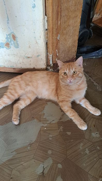 Отдам котов и котят в добрые руки бесплатно