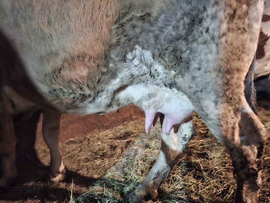 Vând vaca cu laptee