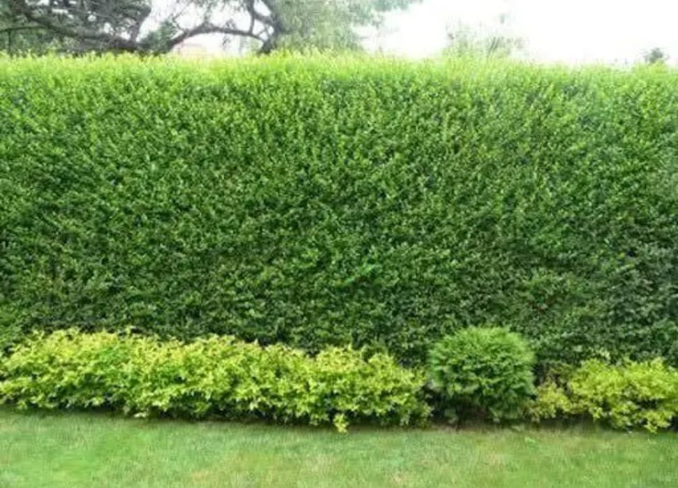 Лигуструм на гол корен ovalifolium 0,50 лв