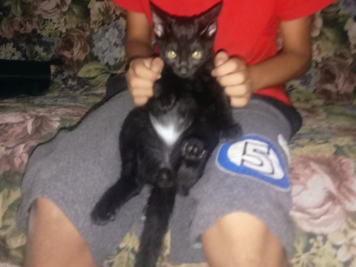 Отдам котят в хорошие руки