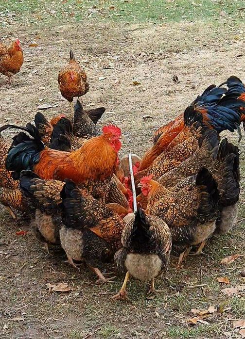 Кучин балапандары сатылады