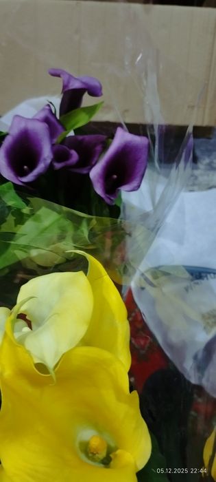 Камелия японская