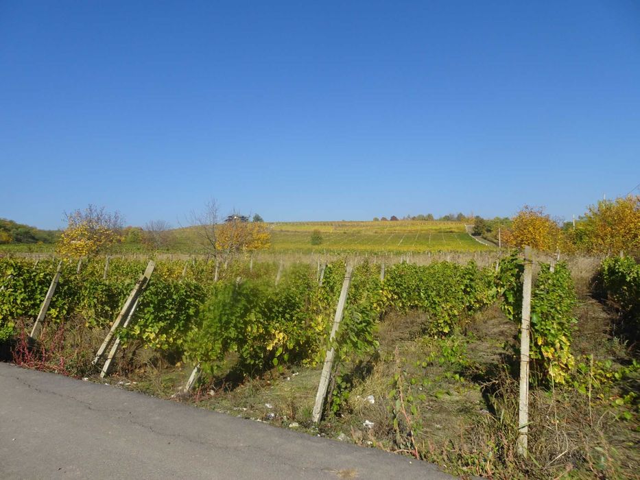 Vand teren cu vie (INTRAVILAN)