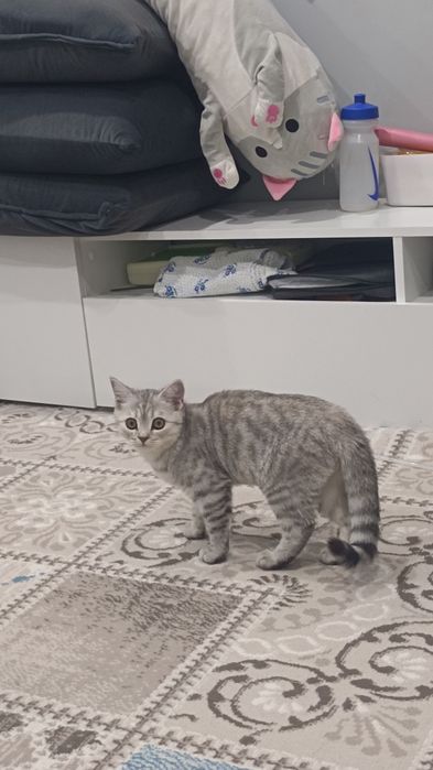 Продам породистого котёнка