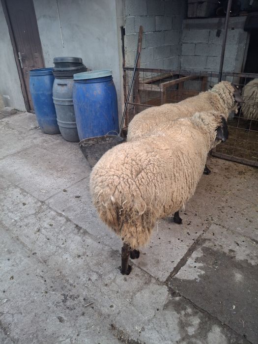 Vând două oi sufolk