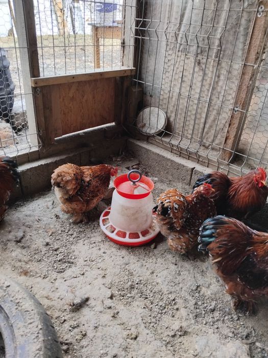 Cochinchina porțelan