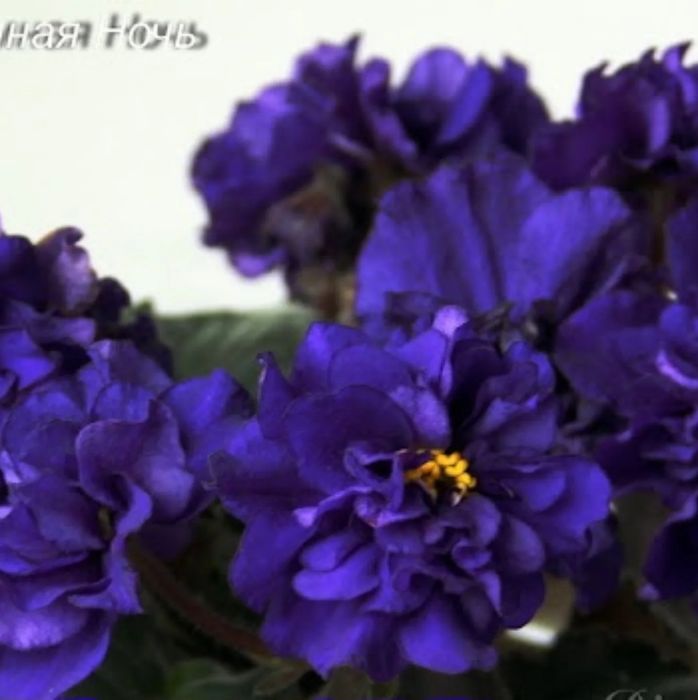 Продам листики сортовых фиалок.