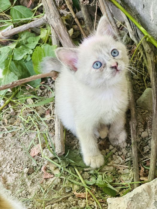 Отдам котят бесплатно