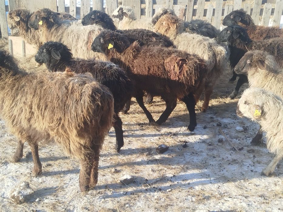 Продам баран на развод, можно на докорм